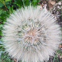 Pusteblume